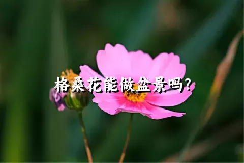 格桑花能做盆景吗？