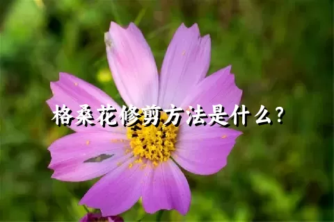 格桑花修剪方法是什么？