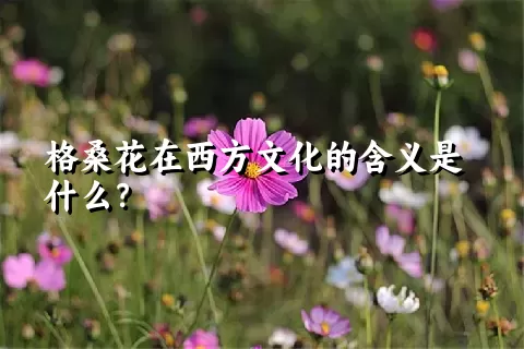 格桑花在西方文化的含义是什么？