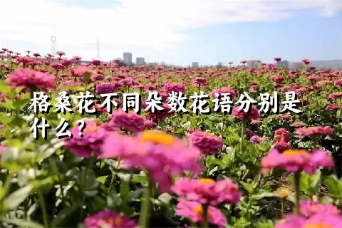 格桑花不同朵数花语分别是什么？