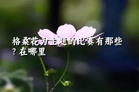 格桑花为主题的比赛有那些？在哪里