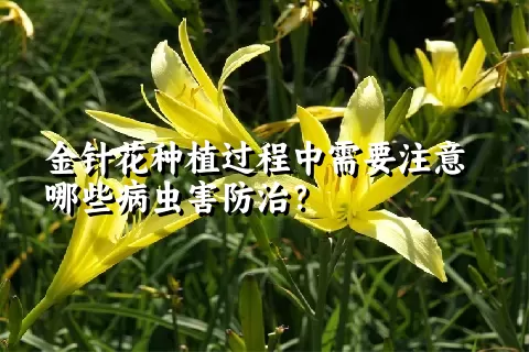 金针花种植过程中需要注意哪些病虫害防治？