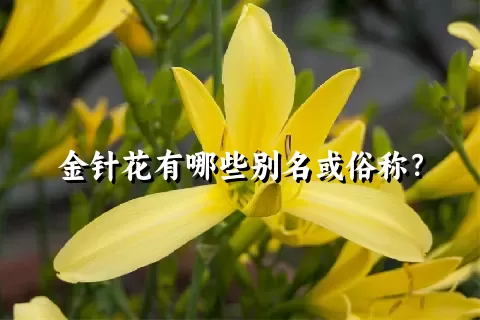 金针花有哪些别名或俗称？