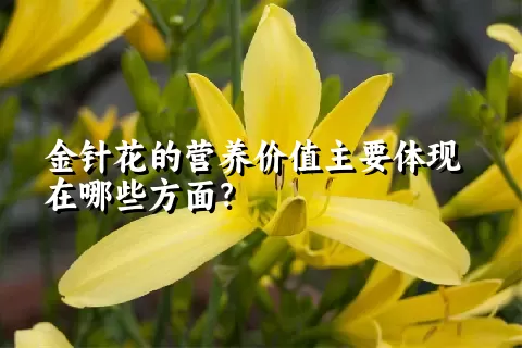 金针花的营养价值主要体现在哪些方面？