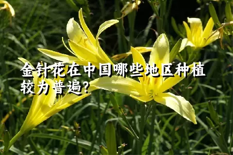 金针花在中国哪些地区种植较为普遍？