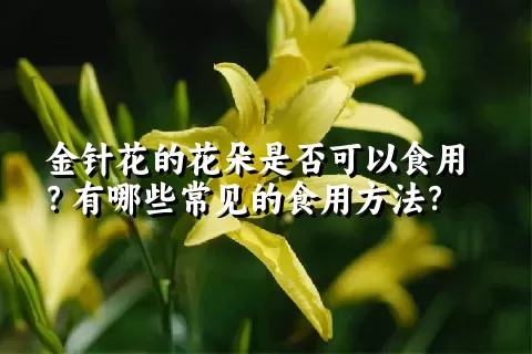 金针花的花朵是否可以食用？有哪些常见的食用方法？