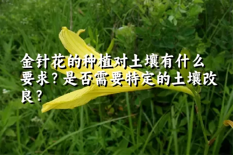 金针花的种植对土壤有什么要求？是否需要特定的土壤改良？