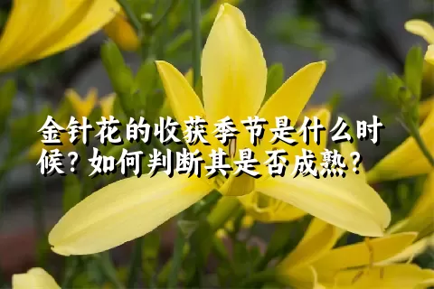 金针花的收获季节是什么时候？如何判断其是否成熟？