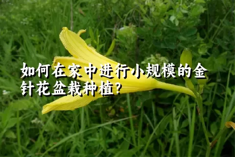 如何在家中进行小规模的金针花盆栽种植？