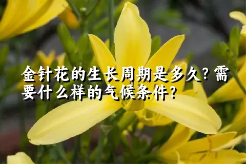 金针花的生长周期是多久？需要什么样的气候条件？