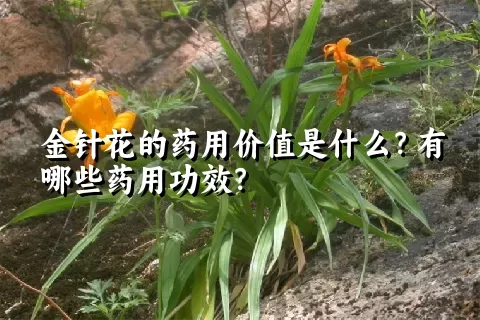 金针花的药用价值是什么？有哪些药用功效？