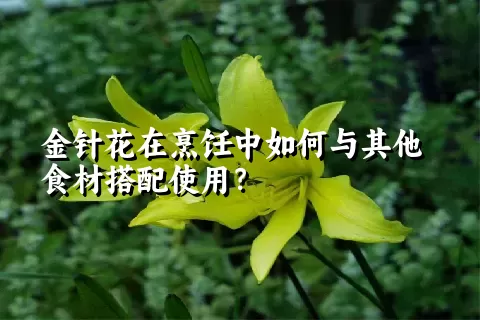 金针花在烹饪中如何与其他食材搭配使用？