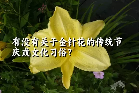 有没有关于金针花的传统节庆或文化习俗？