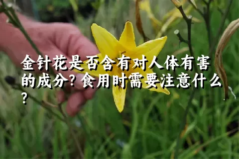 金针花是否含有对人体有害的成分？食用时需要注意什么？