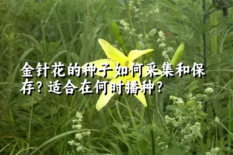 金针花的种子如何采集和保存？适合在何时播种？