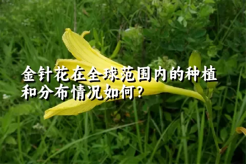 金针花在全球范围内的种植和分布情况如何？