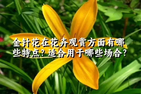 金针花在花卉观赏方面有哪些特点？适合用于哪些场合？