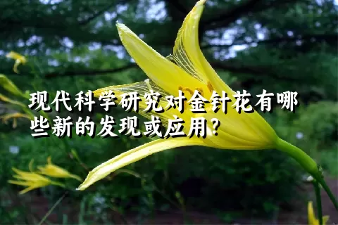 现代科学研究对金针花有哪些新的发现或应用？