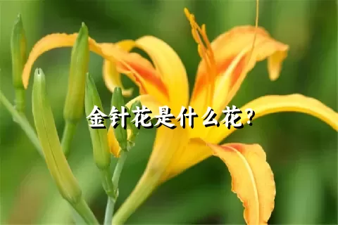 金针花是什么花？