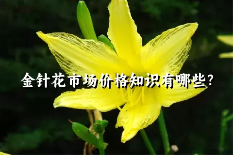 金针花市场价格知识有哪些？