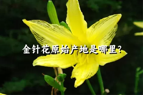 金针花原始产地是哪里？