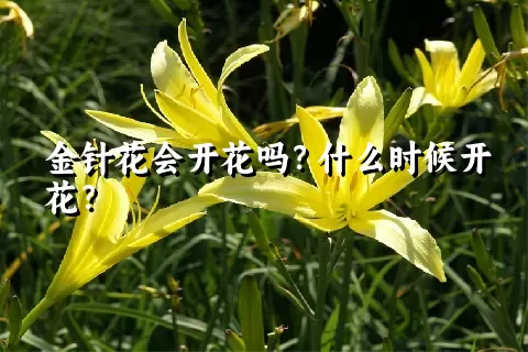 金针花会开花吗？什么时候开花？