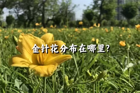 金针花分布在哪里?