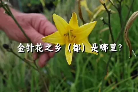 金针花之乡（都）是哪里？