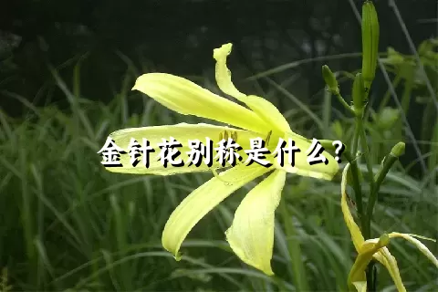 金针花别称是什么？