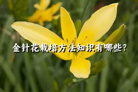 金针花栽培方法知识有哪些？