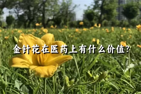 金针花在医药上有什么价值？