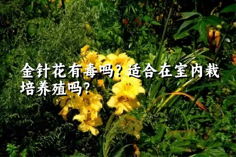 金针花有毒吗？适合在室内栽培养殖吗？