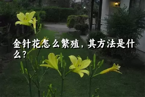 金针花怎么繁殖，其方法是什么？