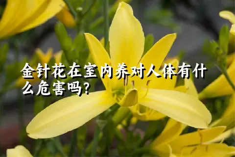 金针花在室内养对人体有什么危害吗？