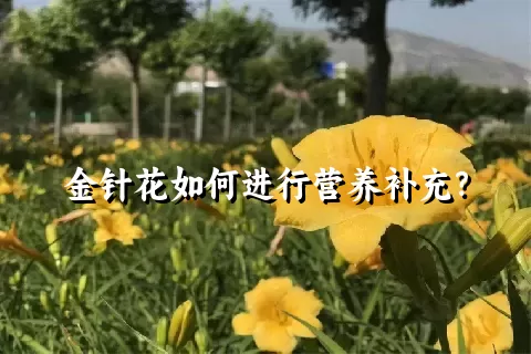 金针花如何进行营养补充？