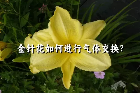 金针花如何进行气体交换？