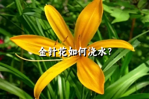 金针花如何浇水？