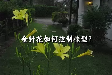 金针花如何控制株型？