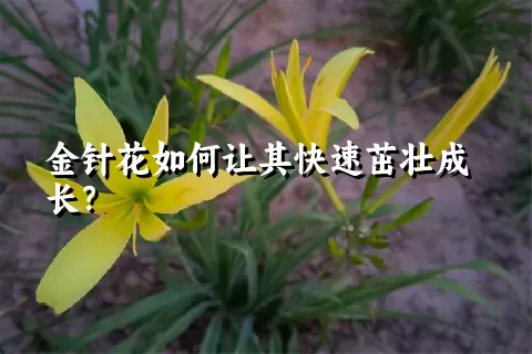 金针花如何让其快速茁壮成长？