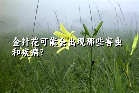 金针花可能会出现那些害虫和疾病？