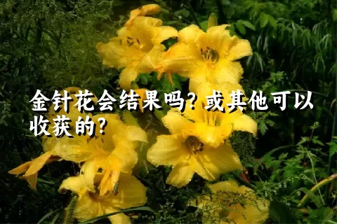 金针花会结果吗？或其他可以收获的？