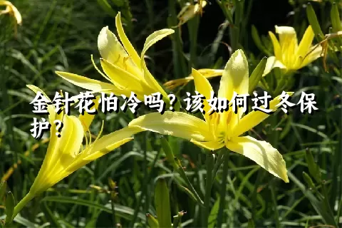 金针花怕冷吗？该如何过冬保护？