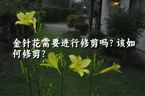 金针花需要进行修剪吗？该如何修剪？