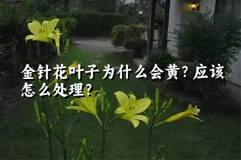 金针花叶子为什么会黄？应该怎么处理？