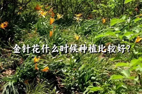 金针花什么时候种植比较好？