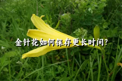 金针花如何保存更长时间？