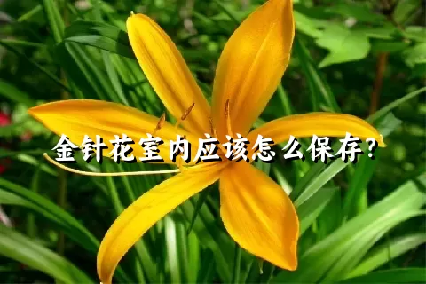 金针花室内应该怎么保存？