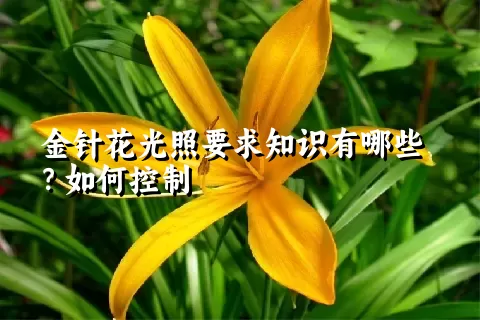 金针花光照要求知识有哪些？如何控制