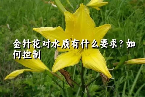 金针花对水质有什么要求？如何控制