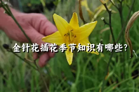 金针花插花季节知识有哪些？